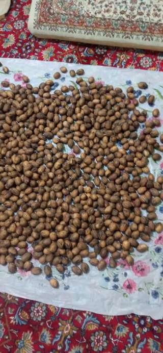 فروش عمده گردو پکان آمریکایی تولید ایران + تضمین کیفیت