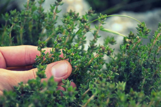 تصویر 5 از خرید و فروش آویشن شیرازی عمده با شرایط فوق العاده