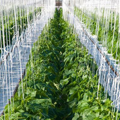 تصویر 4 از خرید مستقیم نخ گلخانه 3 درصد یووی + تولید به مصرف