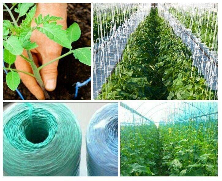 تصویر 2 از خرید و فروش نخ گلخانه خیار ممتاز با حاشیه سود بالا