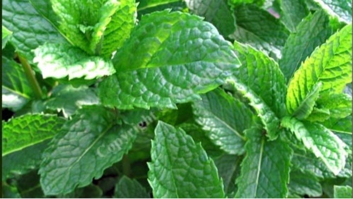 تصویر 1 از خرید مستقیم نعناع فلفلی برگ ممتاز از روناکو