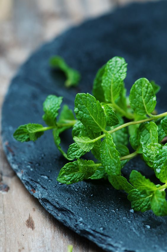 تصویر 3 از خرید مستقیم نعناع فلفلی برگ ممتاز از روناکو