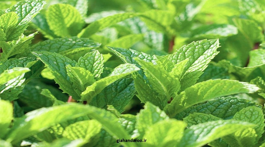 تصویر 2 از خرید مستقیم نعناع فلفلی برگ ممتاز از روناکو