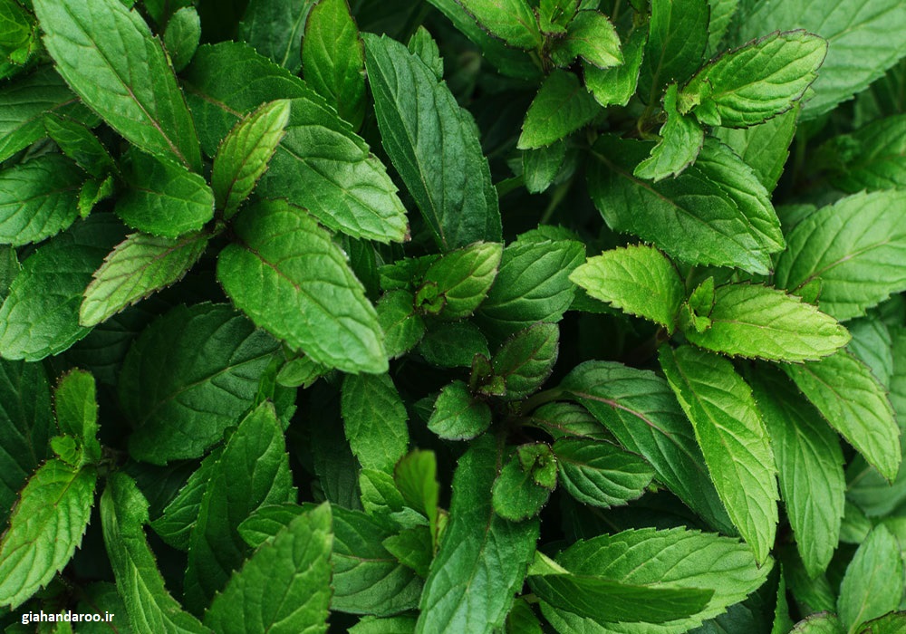 تصویر 4 از خرید مستقیم نعناع فلفلی برگ ممتاز از روناکو