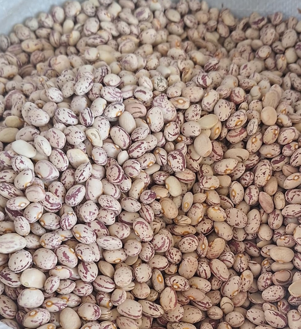 قیمت لوبیا چیتی اعلا