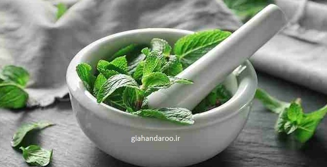 بادرنجبویه