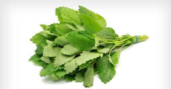 قیمت بادرنجبویه