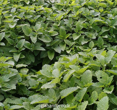 فروش بادرنجبویه