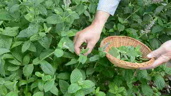 تصویر 4 از خرید بادرنجبویه ممتاز با عطر ملایم لیمویی