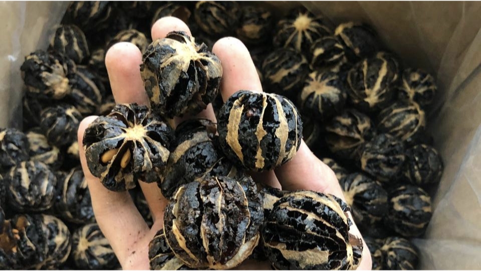 تصویر 1 از خرید لیمو خشک ببری + قیمت فروش استثنایی