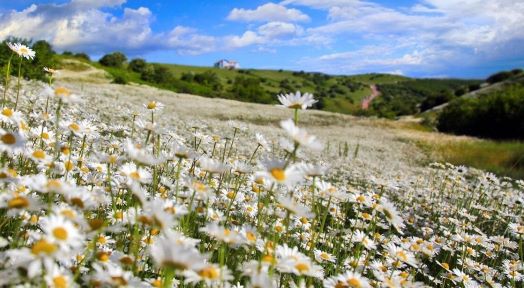 تصویر 4 از فروش ویژه بابونه سفید صادراتی + گل آرامش و سلامت از ایران به جهان