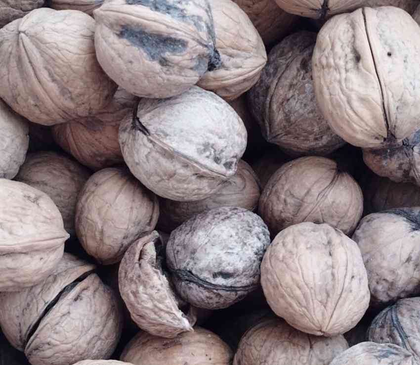 تصویر 1 از خرید و قیمت عمده گردو با پوست سوزنی ارگانیک آذرشهر مستقیم از کشاورز + با تخفیف ویژه