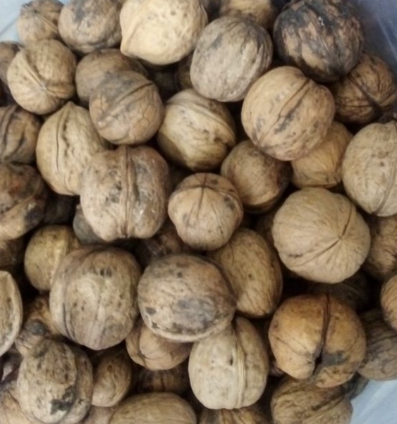 تصویر 5 از خرید و قیمت عمده گردو با پوست کاغذی ممتاز تویسرکان مستقیم از کشاورز + با تخفیف ویژه