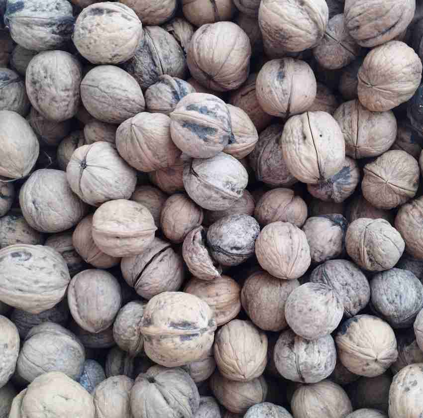 تصویر 2 از خرید و قیمت عمده گردو با پوست کاغذی اعلاء اسکو آذربایجان مستقیم از کشاورز + با تخفیف ویژه