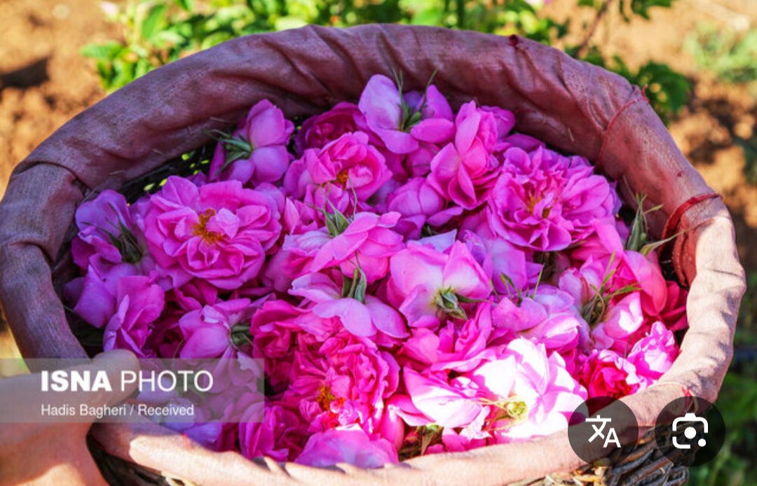 قیمت صادرات غنچه گل محمدی به کشورهای عربی