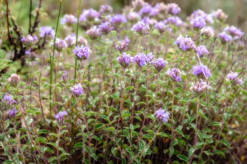 خرید و فروش عمده کاکوتی کوهی صادراتی + طعم کوهستان عطر اصالت ایرانی