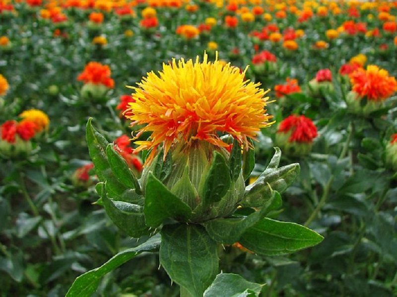 خرید عمده گلرنگ صادراتی + فروش عمده