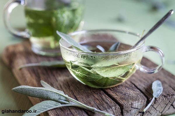 قیمت مریم گلی کوهی