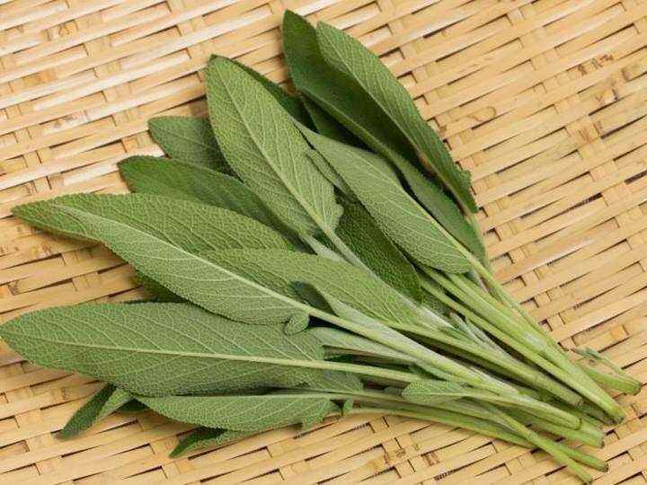 فروش مریم گلی کوهی