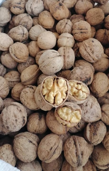 فروش گردو با پوست