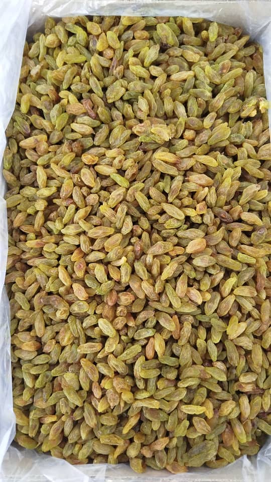 فروش کشمش شغاری با بهترین کیفیت