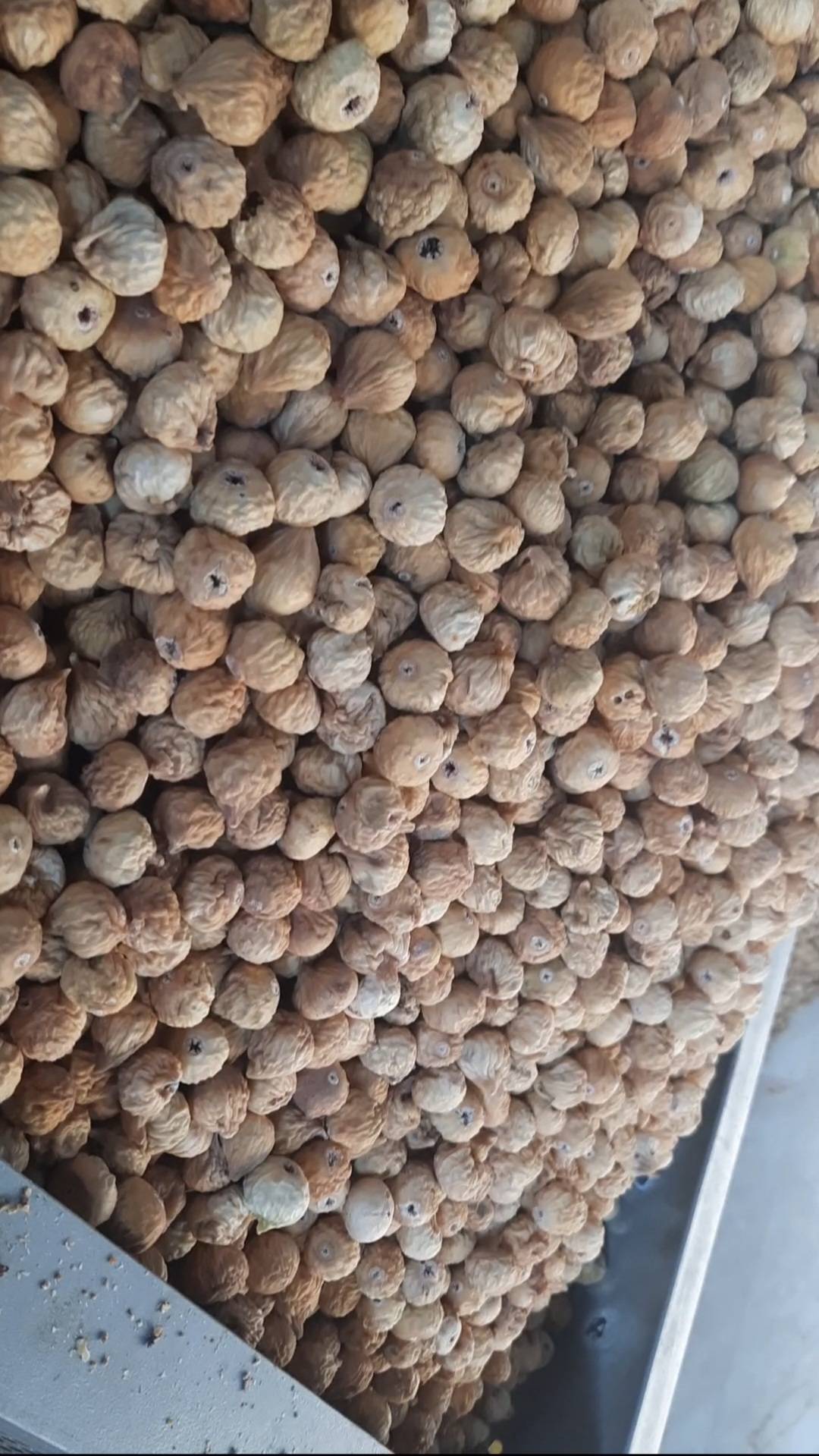 انجیر مرغوب فارس + فروش استثنایی