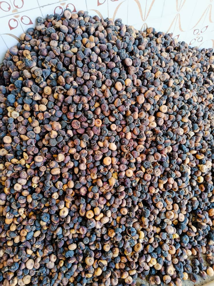 فروش انجیر سیاه (ضایعات) مخصوص شیره گرفتن