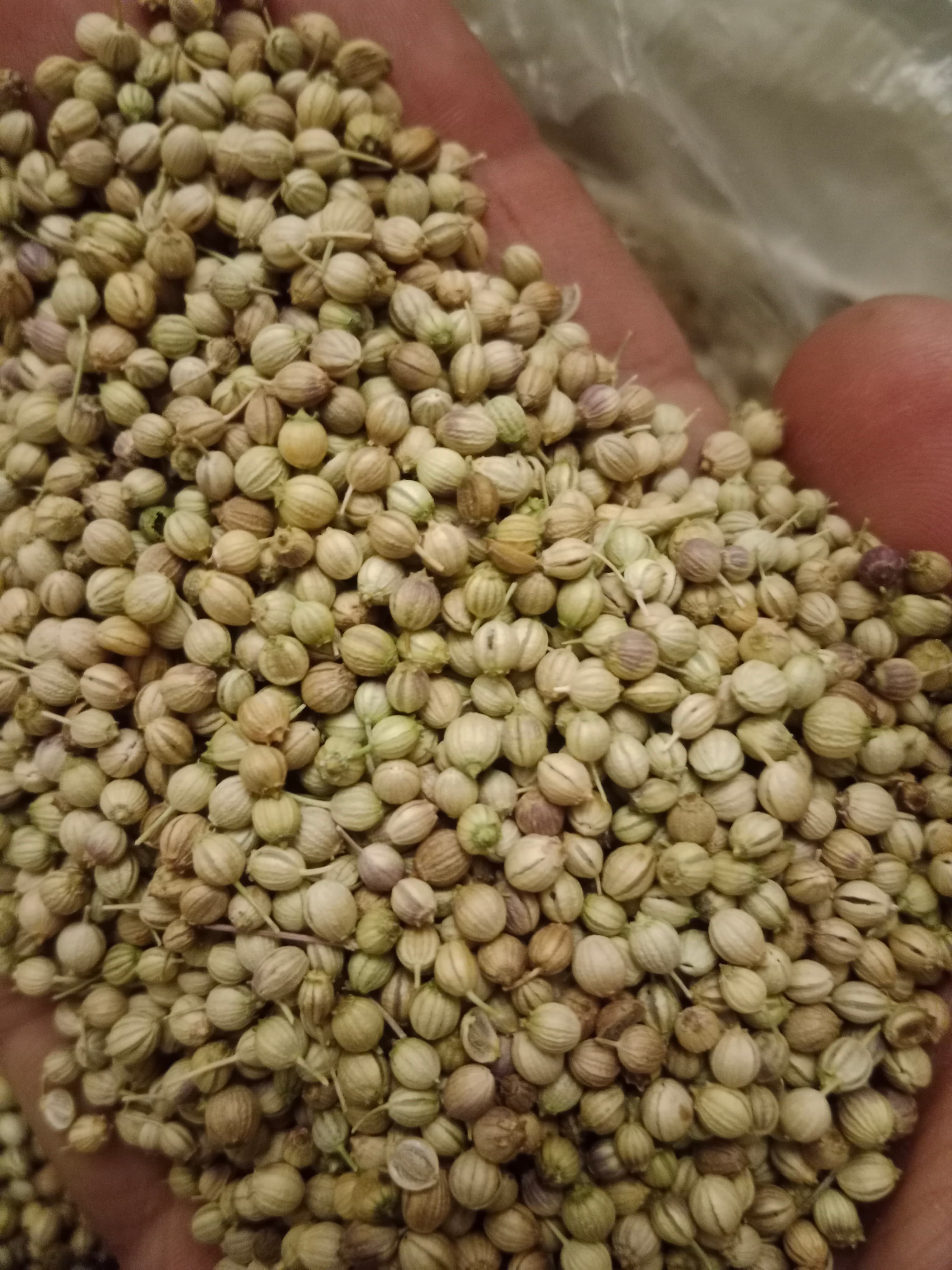 فروش گسترده تخم گشنیز ایرانی برای بازار دبی و ترکیه