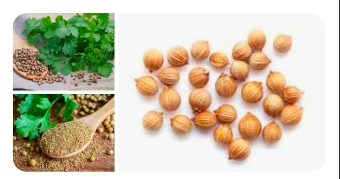 تصویر 1 از فروش گسترده تخم گشنیز ایرانی برای بازار دبی و ترکیه