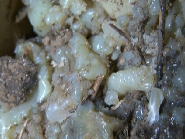 آنغوزه شیرین