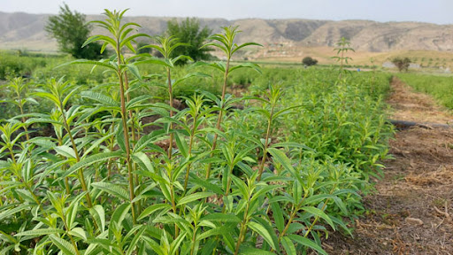 تصویر 3 از خرید و فروش به‌ لیمو درجه‌ یک ایرانی + عطری آرام‌ بخش با کیفیت صادراتی