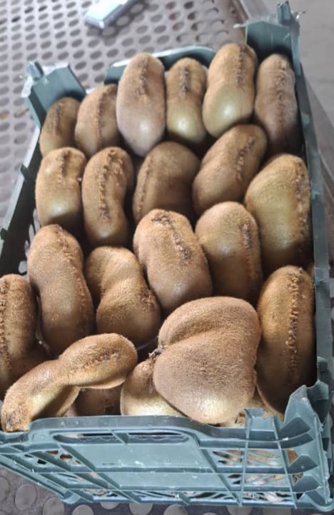 قیمت کیوی دو قلو و ریز ویژه صادرات عراق