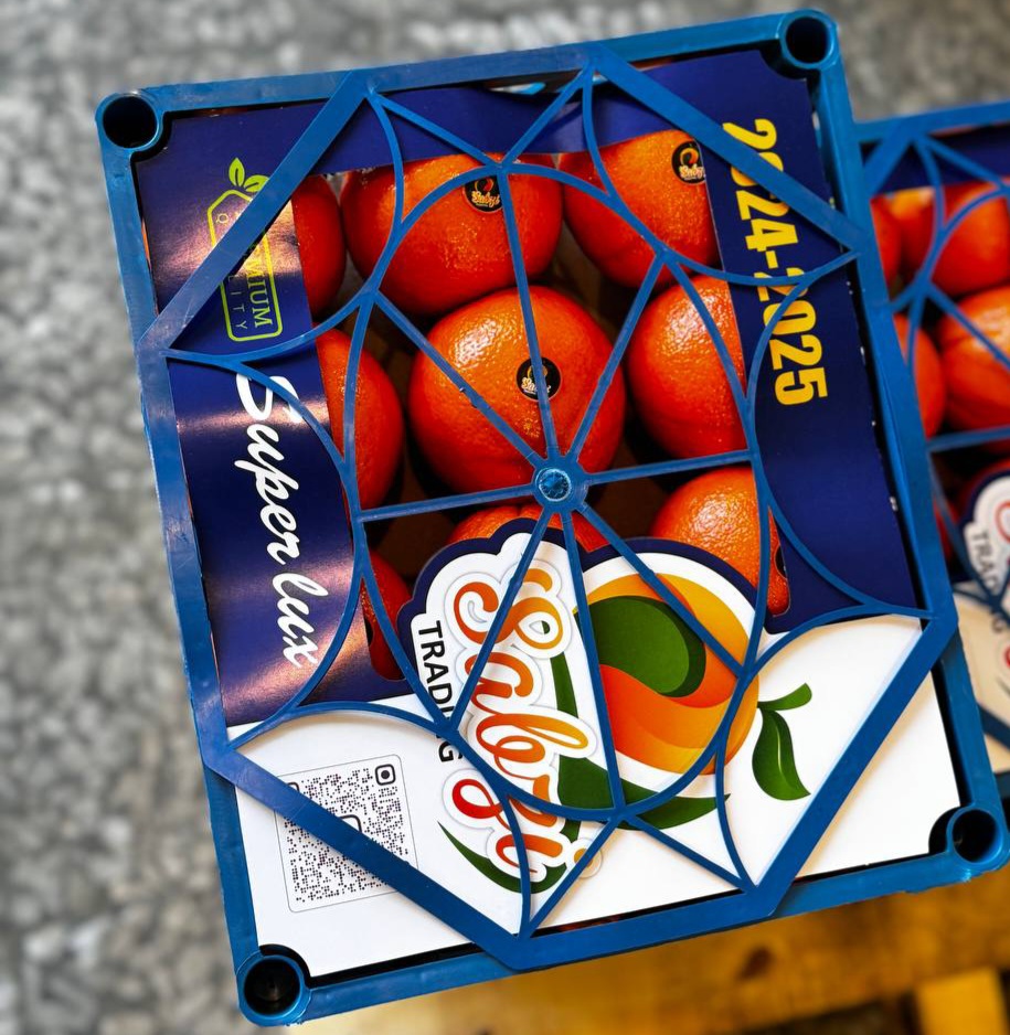 قیمت خرید پرتقال تامسون مازندران ویژه صادرات