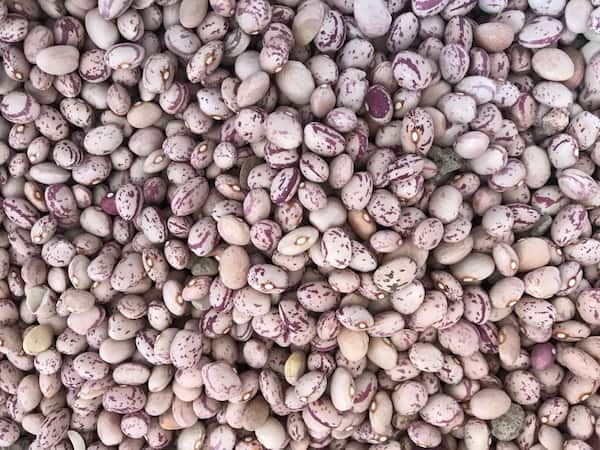 تصویر 1 از لوبیا چیتی درجه یک با کیفیت تضمینی