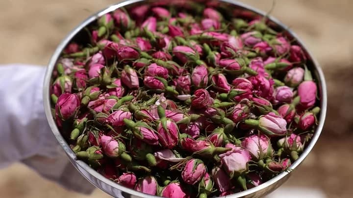 تصویر 1 از غنچه خوش عطر گل محمدی