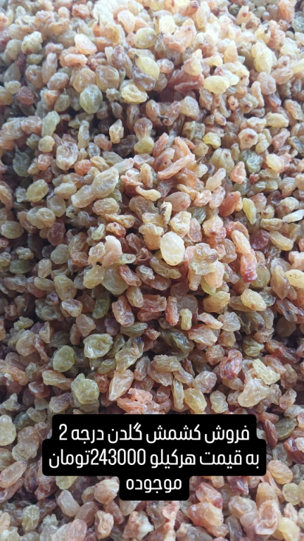 کشمش گلدن + قيمت مناسب