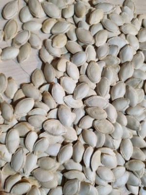 تخمه کدو ایرانی + فروش عمده