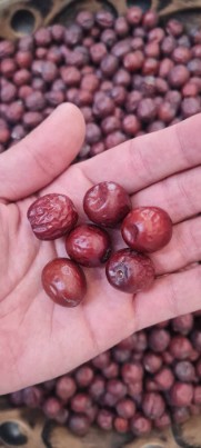 تصویر 1 از عناب ممتاز بیرجند + فروش ویژه