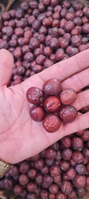 تصویر 1 از عناب دستچین قائنات + فروش عمده