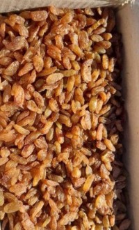 کشمش خوراکی آفتابی + فروش نقدی