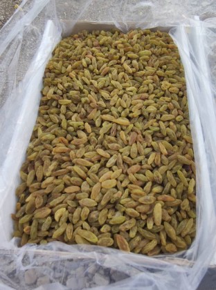 کشمش سبز متوسط + فروش ویژه