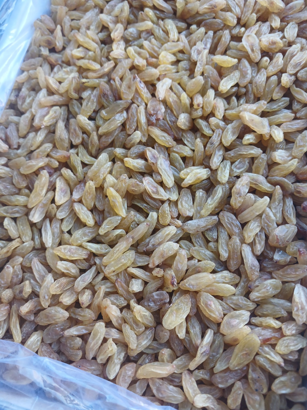 کشمش زرد طلایی + فروش عمده