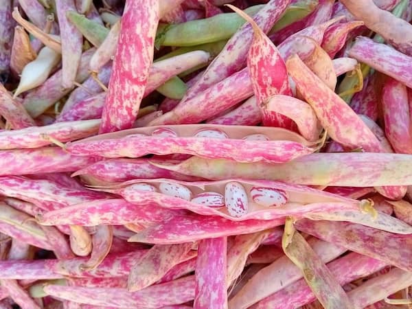 تصویر 2 از لوبیا چیتی خمین + دانه ‌های یک ‌دست تازه