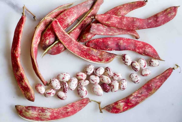 تصویر 2 از لوبیا چیتی بزرگ + دانه سالم و یک دست