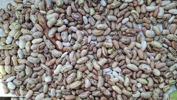 تصویر 3 از لوبیا چیتی بزرگ + دانه سالم و یک دست