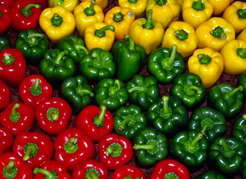 خرید فلفل دلمه صادراتی + قیمت فروش استثنایی