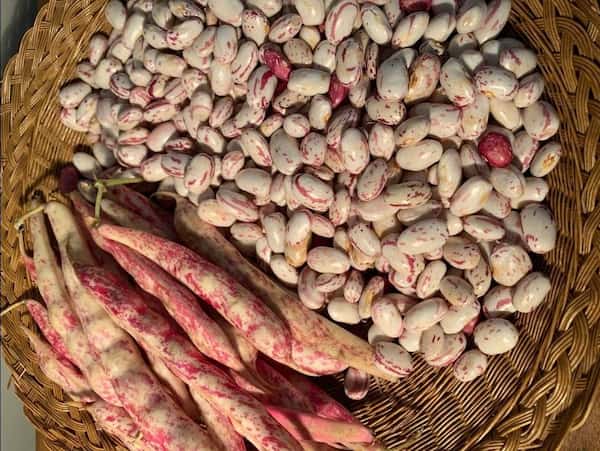 تصویر 4 از لوبیا چیتی محلی مغزی و سالم