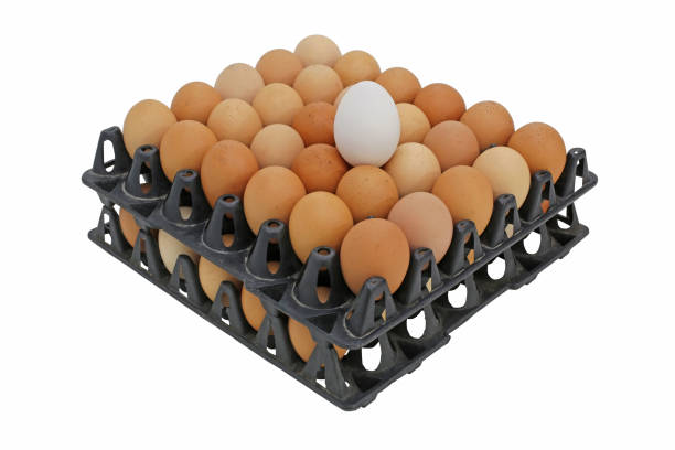 تصویر 3 از شانه تخم مرغ پلاستیکی شفاف مقاوم نگهداری آسان