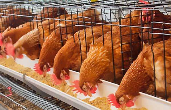 قیمت خرید عمده قفس مرغ تخم گذار در ایران