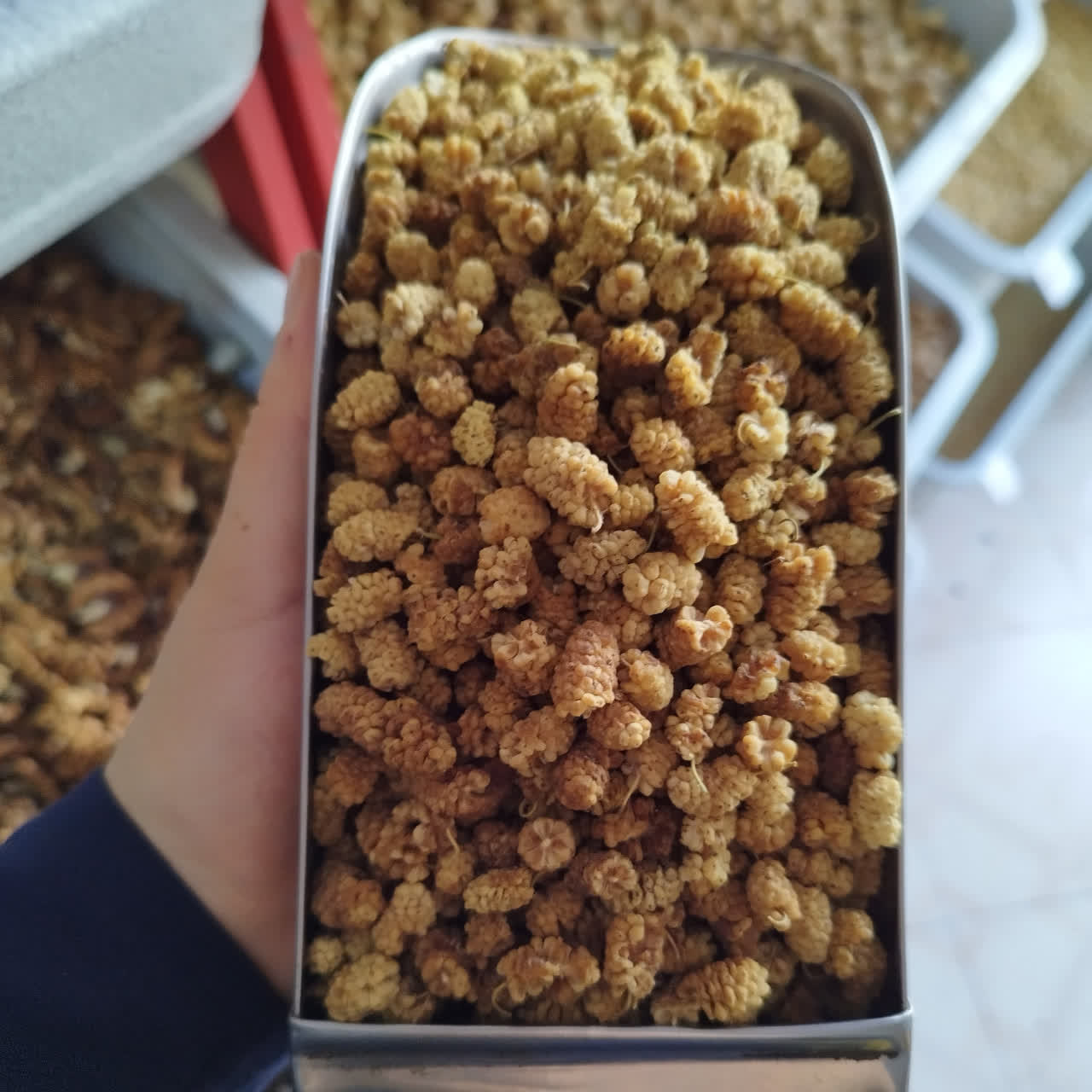 توت خشک مشهدی + فروش عمده